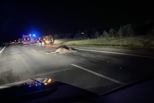  Automobilis BMW susidūrė su staiga į kelią išbėgusiu briedžiu.