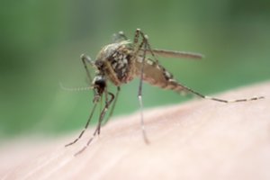 Uodai jau pradeda medžioklę: vaistininkė atsako į esminius klausimus apie jų įkandimus