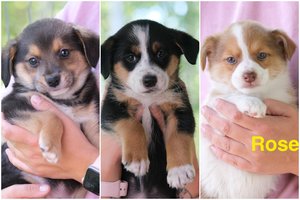 Konteineryje išmesti mažyliai ir jų „įseserė“ – labai skirtingi: laukia ištroškusių „šuniškų“ nuotykių