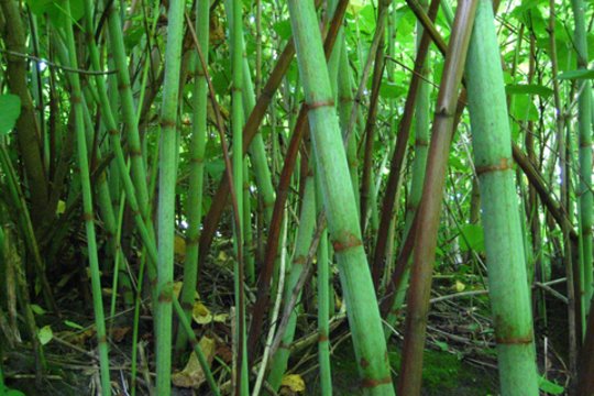  Netrukus stiklui gali tekti konkuruoti su neįtikėtinu varžovu – bambuku.