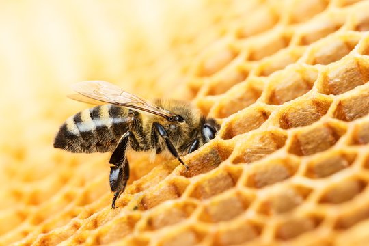  Paprastai bitės yra vegetarės, o vapsvos – mėsėdės.