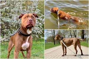 Iš prieglaudos paimtas šuo po skyrybų vėl grąžintas atgal: ieško ypatingo žmogaus, kuriam taip pat labai pasiseks