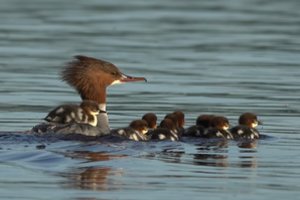 Primena – neskubėkite gelbėti, tačiau išlikite budrūs: šių paukščių takai driekiasi ir per kelius