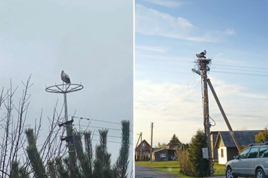 Būtent saugumo sumetimais buvo išardytas senasis Pašilių gandrų lizdas, o netrukus specialistai įrengė naują, specialią saugią platformą – gandralizdį virš elektros atramos (nuotr. kairėje). Tačiau gandrai ėmė lizdą sukti netoliese, ant kito elektros stulpo. Elektrikų įrengtas lizdas jiems netiko, jie, matyt, sumanė savarankiškai įsirengti ir ten, kur jiems atrodo geriau.