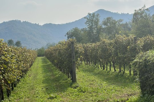 Natūralaus vyno vynuogės auga ekologiškai, be trąšų ir kitų chemikalų.