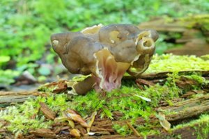 Įsidėmėkite ir radę praneškite: šie grybai – itin reti