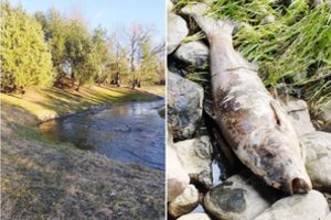 Radinys upelio pakrantėje kėdainietį paliko be žado: „Tai tikras monstras“