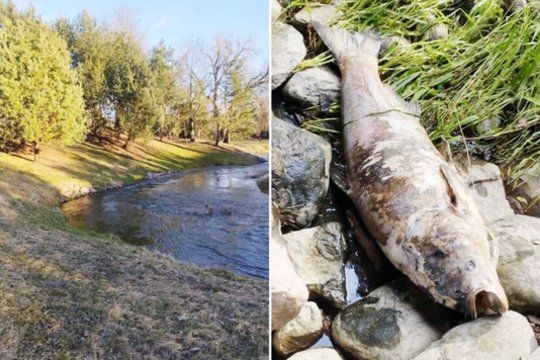 Vaikščiodamas upelio pakrantėmis Ruslanas Linevas aptiko labai didelės žuvies gaišeną. Jo manymu, tai daugiau nei 20 kilogramų sveriantis plačiakaktis. Tik iš kur toks monstras atsirado šiame mažame upelyje?