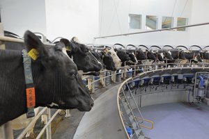 Lietuvoje stato didžiausią Europoje karvių fermų kompleksą – melžimo karuselė bus pasaulio rekordininkė