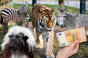 Net liūtai tokie nebaisūs kaip apsilankymo Lietuvos zoologijos sode kaina: daugeliui šeimų žiūrėti į gyvūnus beliks tik per tvorą