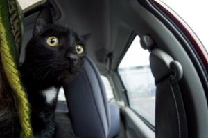 Griežtinami reikalavimai augintinių įvežimui į ES iš Rusijos ir Baltarusijos