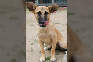 Žmones dievinanti dramos karalaitė ieško, ką apipilti bučiniais: prireiks daug meilės ir kantrybės