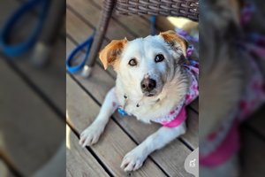 14 kg gražuolė ieško savo žmogaus ir savo sofutės: dievina žaidimus ir ilgus pasivaikščiojimus