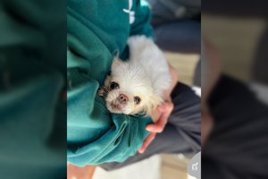 Iš žiaurių sąlygų išgelbėta „kruopytė“ ištvėrė tikrą operacijų maratoną: įvykus stebuklui, ieškoma ypatingo žmogaus