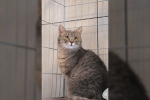 Beveik mirtinai sušalusi katytė išgyveno tik stebuklo dėka: kuklumo įsikūnijimas trokšta žmogaus meilės