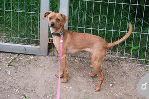 Smulkutė it stirna Neila prašo šanso: pasižymi viena ypač stipria savybe, todėl bet kokie namai netiks