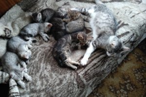 Vilniaus pakraštyje – gausus kačiukų „derlius“: likimo nuskriausti mažyliai jau spėjo susirgti