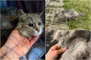 Į gatvę išmestas katinėlis kentė alkį ir prie parduotuvės „šaukėsi“ pagalbos: padėkite siaubingos būklės pilkiui