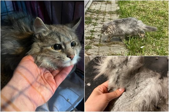  Nemenčinėje, prie PC „Norfa“ kurį laiką lakstė ir maisto prašinėjo apleistas katinėlis.