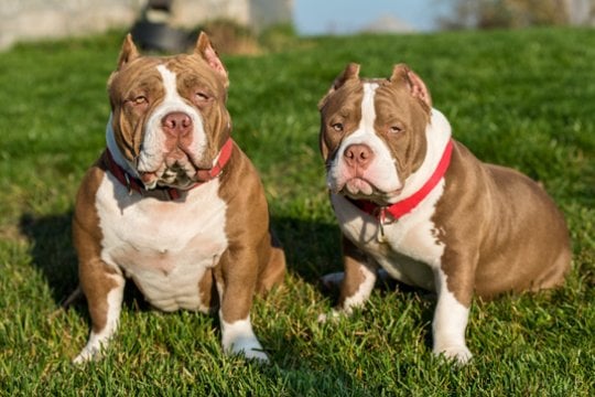  Policija iš buto konfiskavo du didelio dydžio amerikiečių bully veislės šunis.
