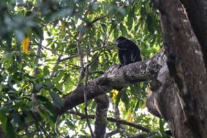 Siaubas Meksikoje – iš medžių krenta negyvos bezdžionės