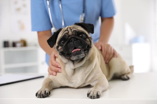 Šunų ir kačių širdies ligos pradžioje gali nepasireikšti jokiais klinikiniais simptomais.