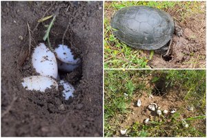 Saugomi baliniai vėžliai jau deda kiaušinius: pastebėjus lizdus prašo pranešti