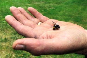 Ruošiasi Azijos širšių „žudikių“ invazijai: šią vasarą Jungtinėje Karalystėje jų tikimasi rekordiškai daug