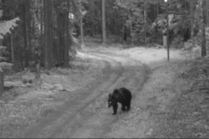 Iš Baltarusijos atklydo netikėta viešnia: užfiksavo vaizdo kameromis