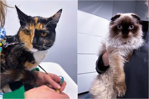 Kačių priežiūra vasaros metu: kaip saugoti ir pasirūpinti savo augintiniu