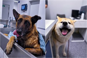 Saulės smūgis šunims: pavojai ir pagalba