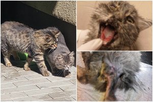 Gatvėje rastas leisgyvis kačiukas, kurio dienos jau buvo suskaičiuotos: šaukiasi pagalbos