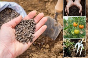 Atsargiai su šia priemone: darže ji gali ne tik padėti, bet ir pakenkti