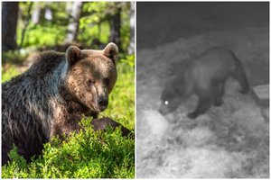 Lokys iššoko tiesiai prieš medžiotoją: mano, kad jis – jau nuolatinis Lietuvos gyventojas