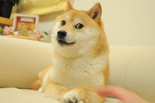  Japonijoje nugaišo šuo vardu Kabosu, kurio skeptiška snukio išraiška linksmino žmones visame pasaulyje ir tapo interneto memu.