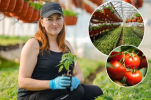 Pomidorų karalienės Vilmos šiltnamiuose – daugiau nei 300 jų veislių: norintiems gausaus derliaus turi vieną patarimą