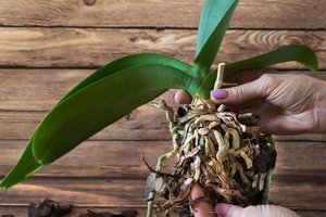 Ši klastinga augalų liga nepastebimai juos sunaikina: yra tik vienas būdas išgelbėti