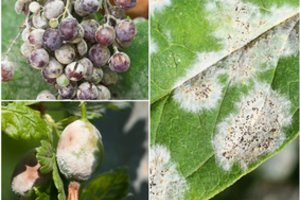 Miltligė – kiekvieno sodininko siaubas: trys pigios ir natūralios priemonės, kurios išgydys jūsų augalus