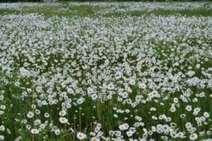 Kerintys vaizdai Kėdainių rajone: pražydo tūkstančiai ramunių