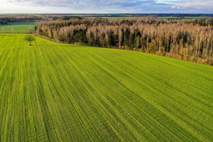 Viceministras: kol kas deklaruota beveik 500 tūkst. hektarų pasėlių, tempas lėtesnis negu pernai