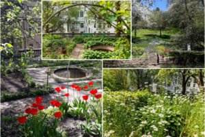 Kaune – rojaus sodas: jo šeimininkui siūlė sodinti, „kaip visi normalūs žmonės“, nepaklausė ir laimėjo