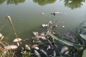 Kuršių mariose fiksuojamos kritusios žuvys: specialistai paaiškino, kas nutiko