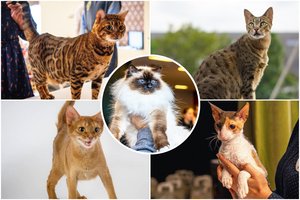 Kačių pasaulio genijai: įvardijo 10 protingiausių veislių