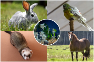 Testas: štai ką jūsų mėgstamiausias augintinis išduoda apie paslėptas baimes ir troškimus
