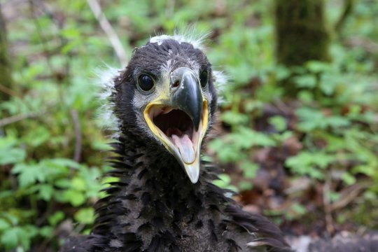 S. Rumbutis žieduoja jūrinius erelius.