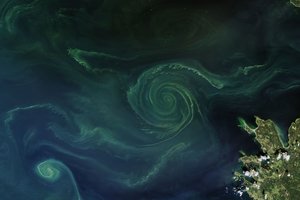 Neraminanti žinia: Baltijos jūroje plečiasi toksiška negyvoji zona