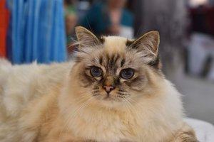 Ši kačių veislė gyvena ilgiausiai: mokslininkai įvardijo rekordininkę