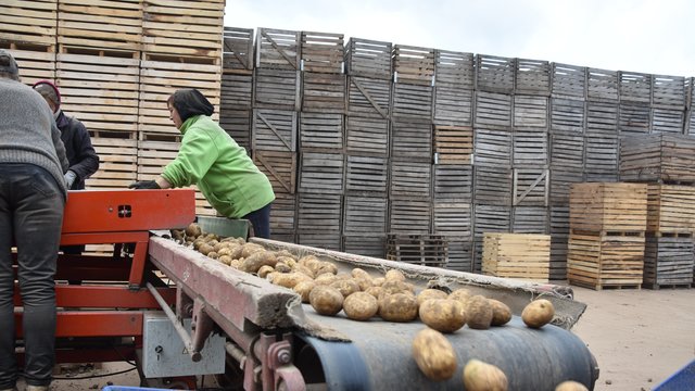 Prasidėjus ankstyvajam bulviakasiui turguose suintensyvės patikrinimai: daržovių gali plūstelėti ne tik iš Lenkijos