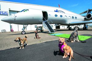 Šunims skirtose oro linijose – pirmasis skrydis su šunų šampanu, SPA ir stresą mažinančias privalumais