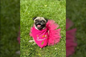 Vietų originaliausiems kadrams Šaltibarščių festivalyje paieška: supkitės tarp „šaltibarštIKI“ burokėlių Užupyje ir užsukite į šventišką žvaigždės šiltnamį